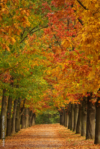 Obraz na płótnie Vertical autumn landscape with colourful alley in a park, great for phone wallpaper w salonie