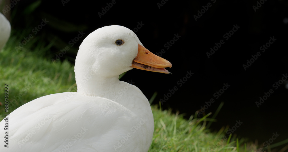 Close up of a domestic duck (Anas platyrhynchos domesticus) head. The Call Duck breed has a fascinating history that includes a foundation in hunting, showing, and eventually human companionship. Close up of a domestic duck (Anas platyrhynchos domesticus) head. The Call Duck breed has a fascinating history that includes a foundation in hunting, showing, and eventually human companionship.