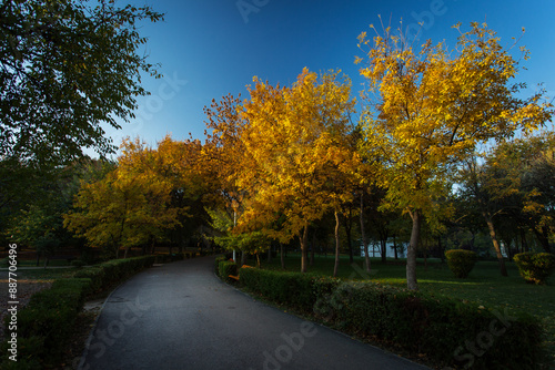 Beautiful landscape in a park in autumn season with lake in background and colourful leafs