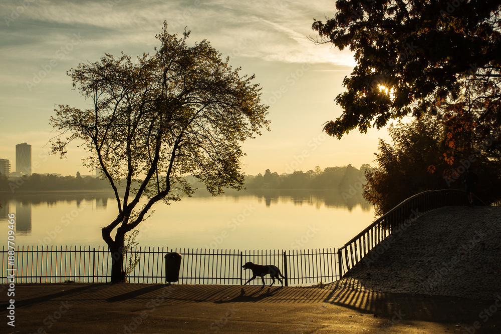 Dog walking in a park at sunrise with beautiful autumn colors and lake in background