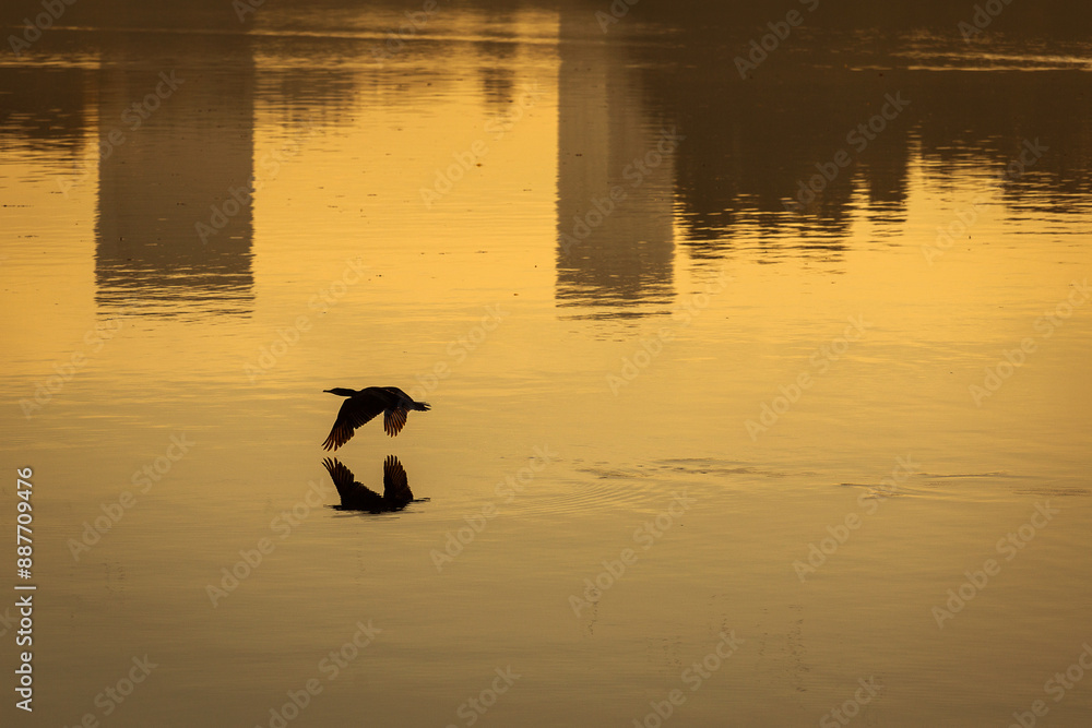 Silhouette of a bird flying over a lake at sunrise