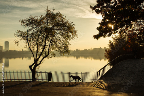 Obraz na płótnie Dog walking in a park at sunrise with beautiful autumn colors and lake in background w salonie