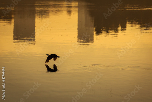 Obraz na płótnie Silhouette of a bird flying over a lake at sunrise w salonie