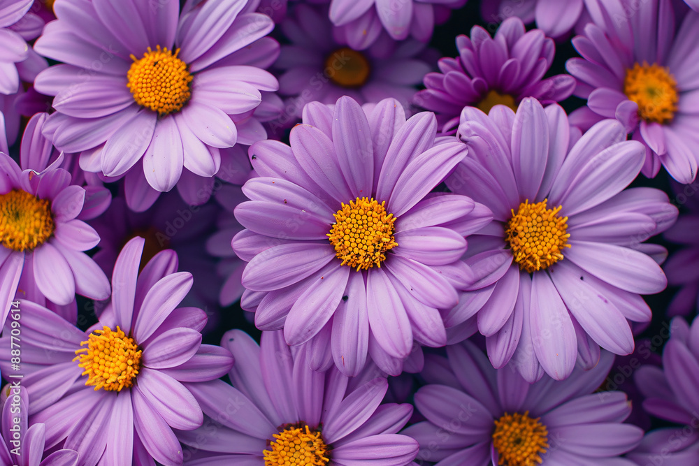 Aster flower bed, with light purple flowers and yellow centers, many blooming in the garden, full of vitality and beauty. Top view angle, natural light, macro photography Aster flower bed, with light purple flowers and yellow centers, many blooming in the garden, full of vitality and beauty. Top view angle, natural light, macro photography