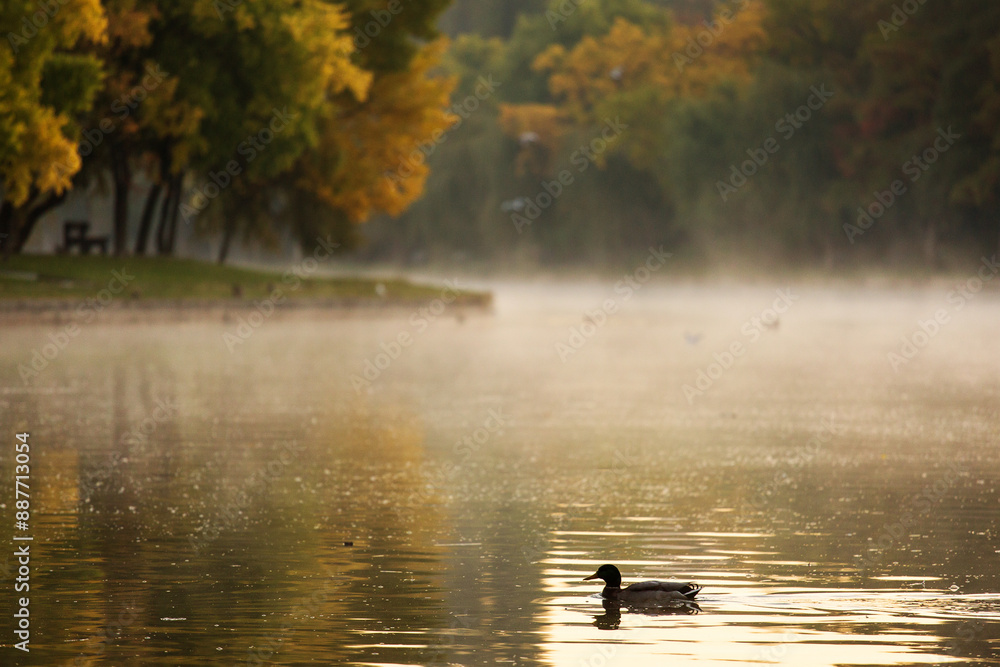 Ducks on a lake in park at sunrise with beautiful fog fall season