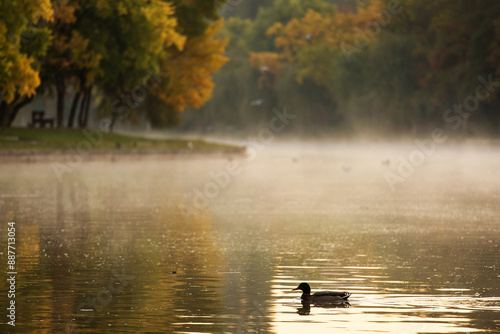 Obraz na płótnie Ducks on a lake in park at sunrise with beautiful fog fall season w salonie