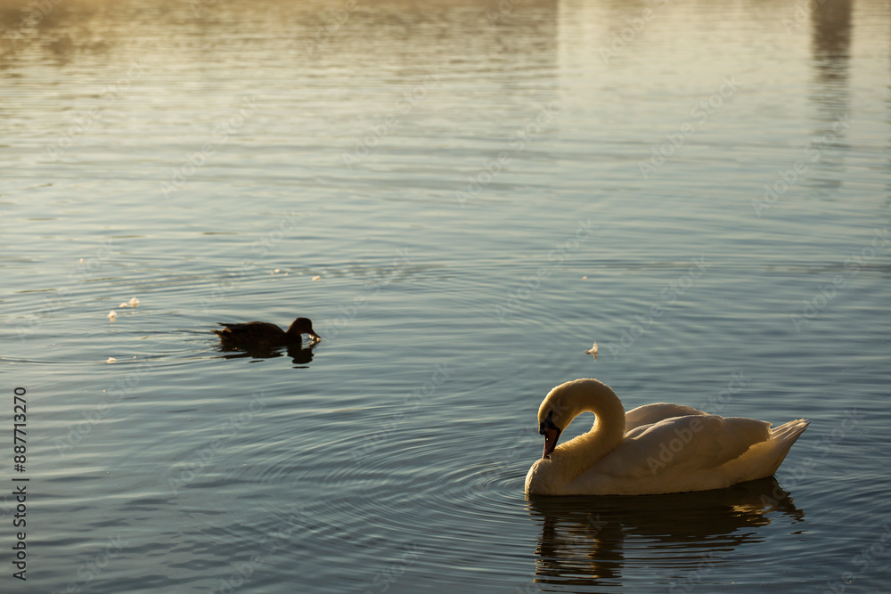 Beautiful swans at sunrise in a lake at autumn season