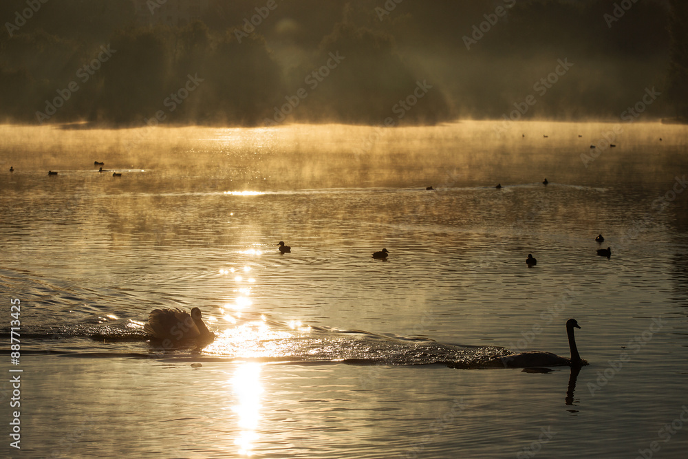 Beautiful swans at sunrise in a lake at autumn season