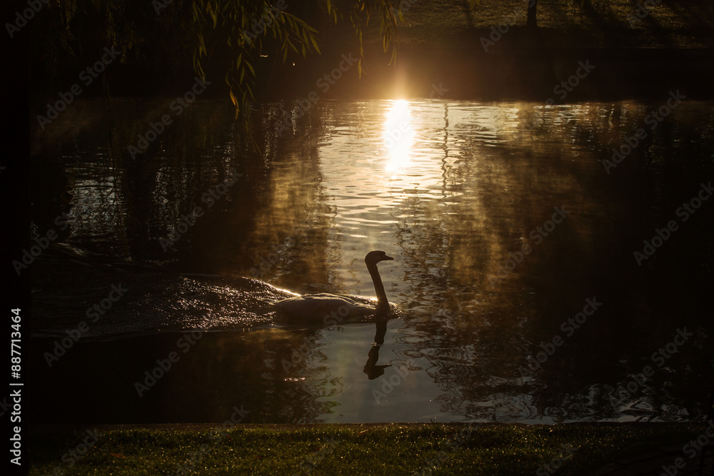 Beautiful swans at sunrise in a lake at autumn season