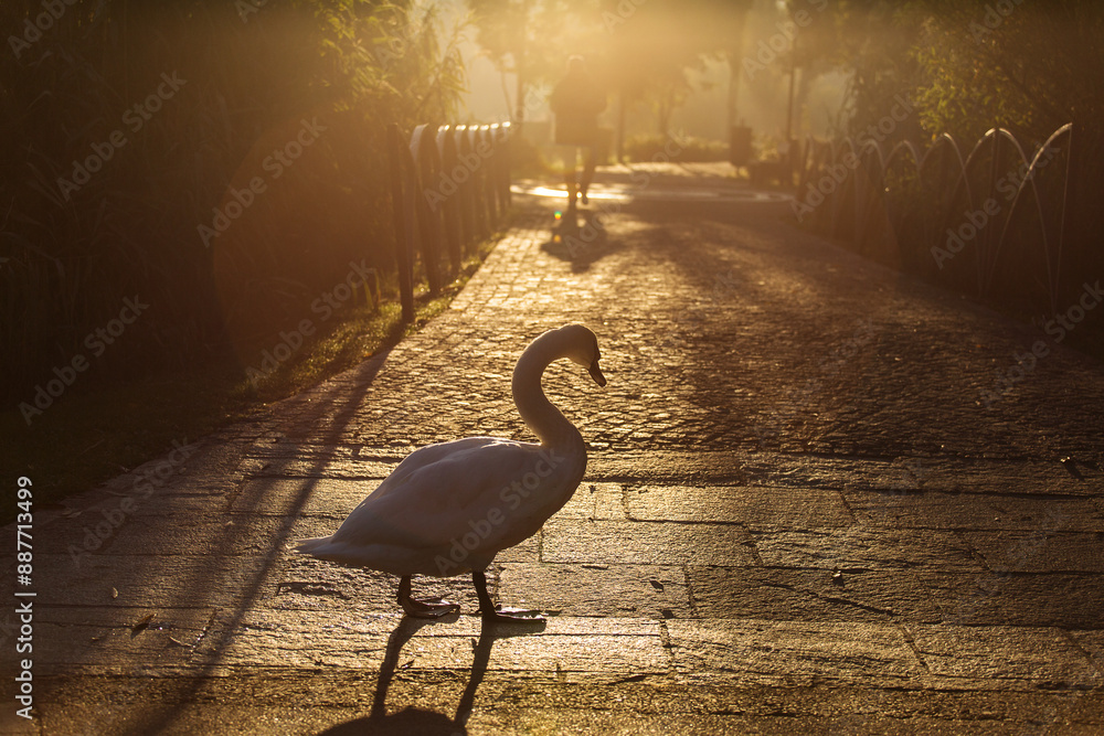 Beautiful swans at sunrise in a lake at autumn season