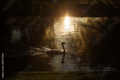 Obraz na płótnie Beautiful swans at sunrise in a lake at autumn season w salonie