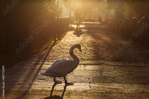 Obraz na płótnie Beautiful swans at sunrise in a lake at autumn season w salonie