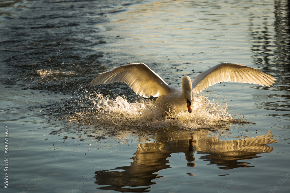 Beautiful swans at sunrise in a lake at autumn season