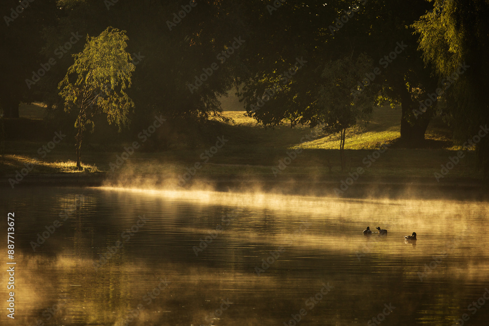 Ducks on a lake in park at sunrise with beautiful fog fall season