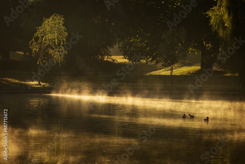Obraz na płótnie Ducks on a lake in park at sunrise with beautiful fog fall season w salonie