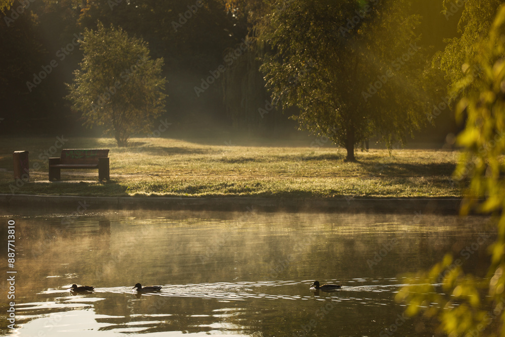 Ducks on a lake in park at sunrise with beautiful fog fall season