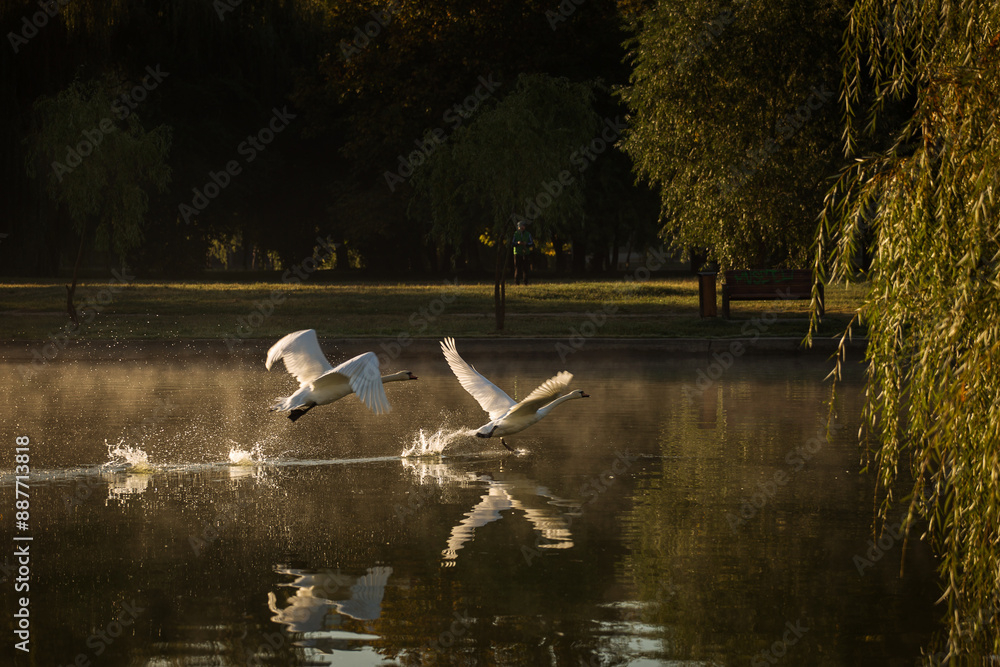 Beautiful swans at sunrise in a lake at autumn season