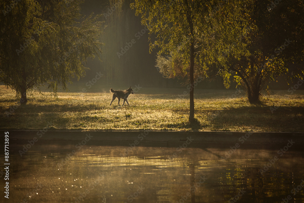 Dog in a park with lake at sunrise in fall season