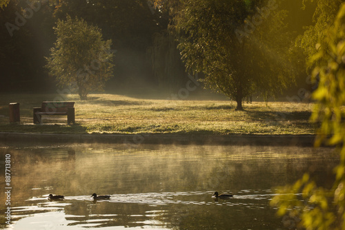 Ducks on a lake in park at sunrise with beautiful fog fall season