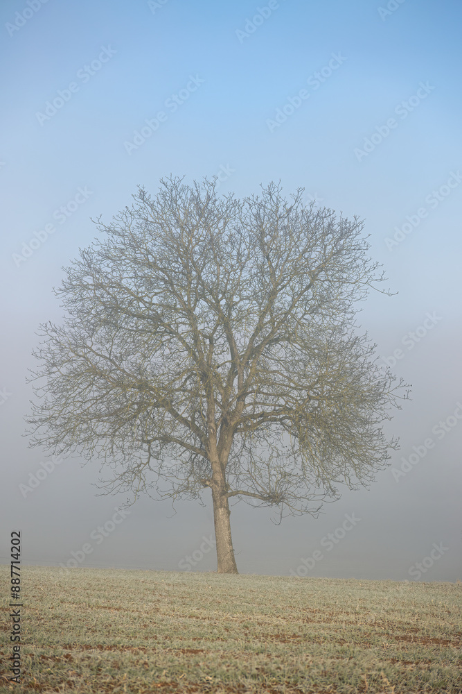 leafless tree in winter with fog on a meadow leafless tree in winter with fog on a meadow