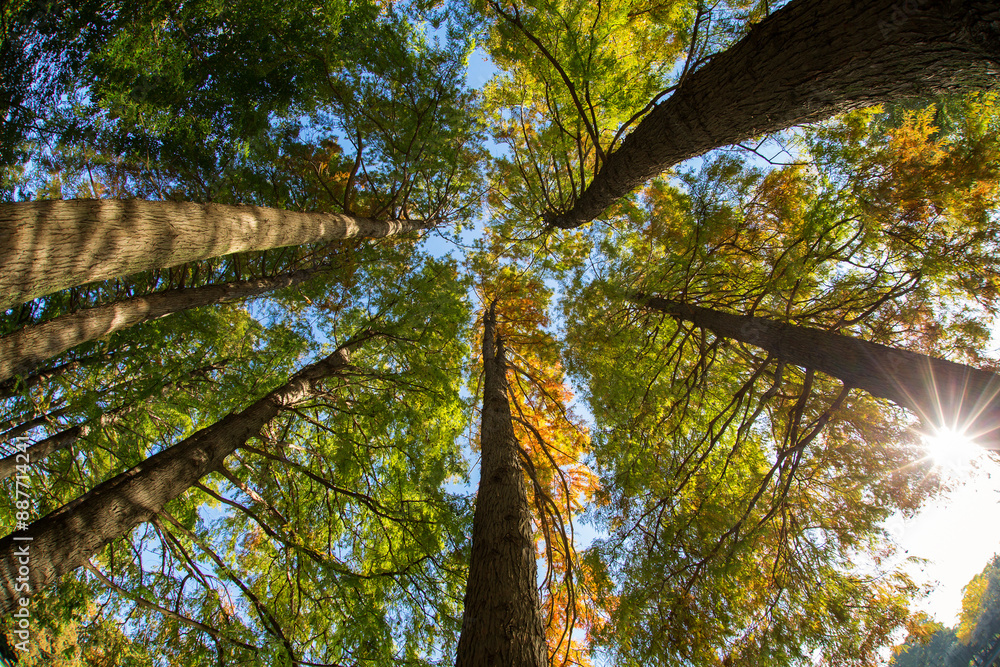 View of trees from down to up with beautiful colours in autumn season