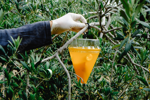 wears gloves to place a trap for flies on an olive tree photo