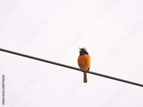 Flycatcher in South Korea, 딱새, 한국 텃새 photo