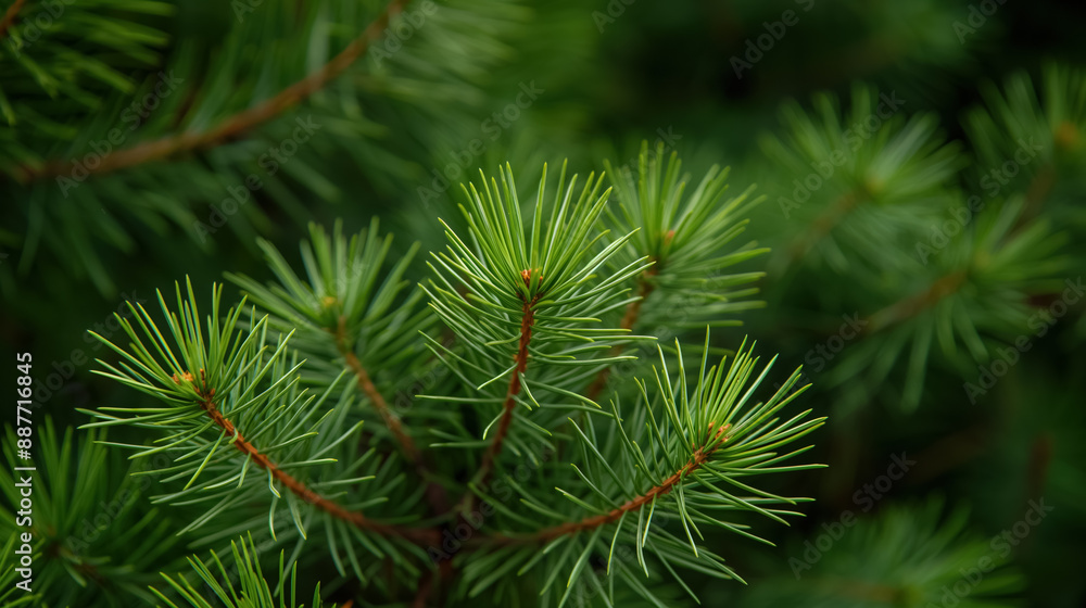 Lush green pine needles in close-up, showcasing the vibrant, fresh texture of the evergreen foliage. Lush green pine needles in close-up, showcasing the vibrant, fresh texture of the evergreen foliage.