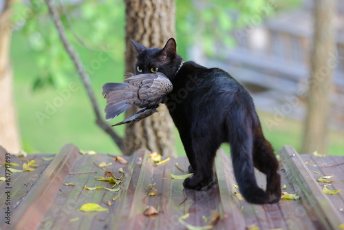 A black cat with piercing yellow eyes is captured holding a bird in its mouth, displaying its natural hunting skills. The close-up image emphasizes the cat's focused expression and the details 