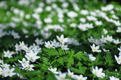 white flowers in the forest