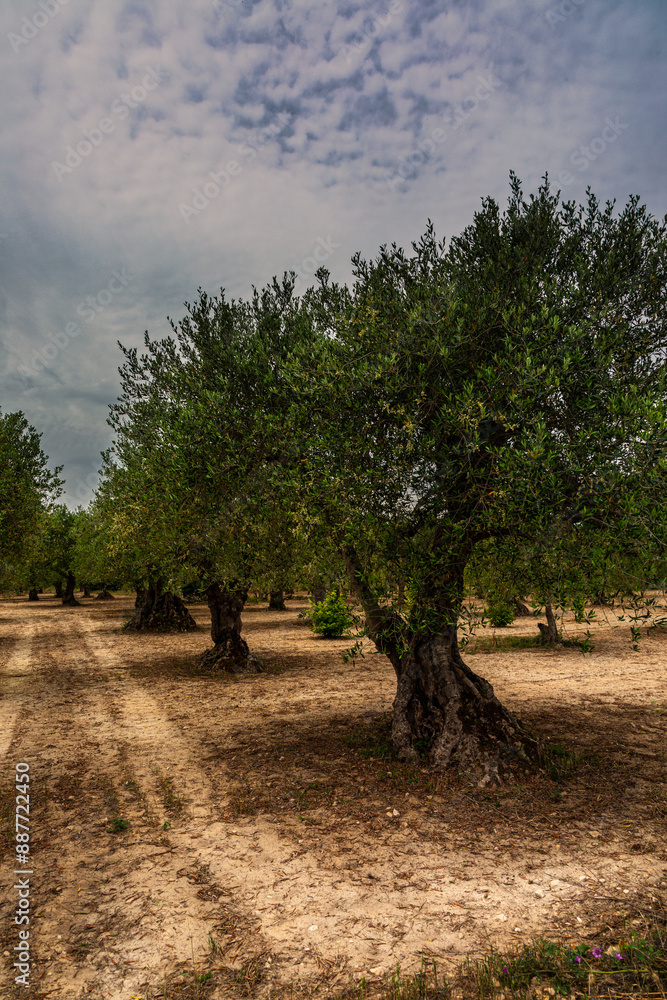 Beautiful olivetree in Gravina (Puglia) Beautiful olivetree in Gravina (Puglia)