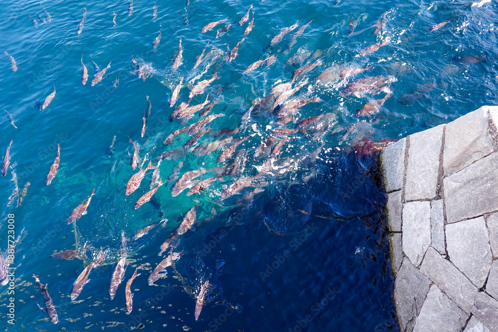 custom made wallpaper toronto digital真鯛の群泳（神奈川県三浦市）