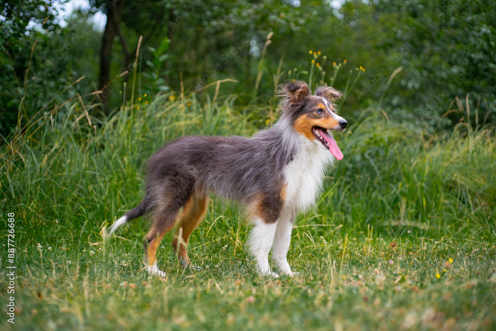Cute fluffy gray tricolor dog shetland sheepdog. Happy sheltie in park Cute fluffy gray tricolor dog shetland sheepdog. Happy sheltie in park