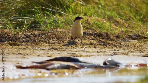 Footage shows a coppery-tailed coucal (Centropus cupreicaudus) foraging near a riverbank in the Okavango Delta, Moremi Game Reserve, South Africa. A dead wels catfish (Silurus glanis) lies on the rive photo