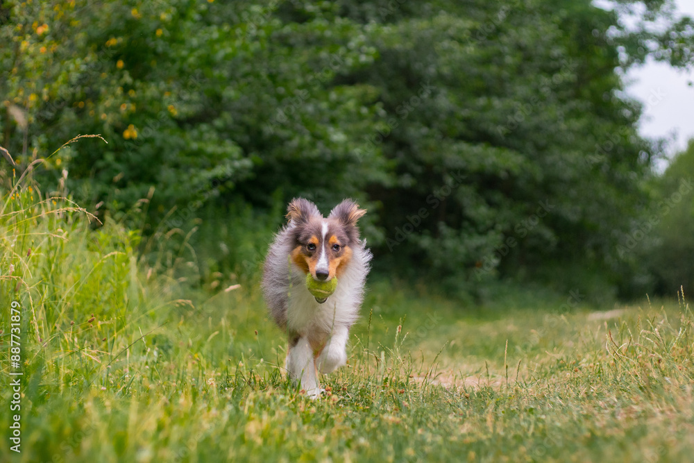Obraz premium Cute fluffy gray tricolor dog shetland sheepdog. Happy active sheltie is running and playing with toy ball in park