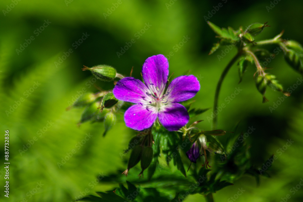Purple Geranium flowers in the sun in nature Purple Geranium flowers in the sun in nature