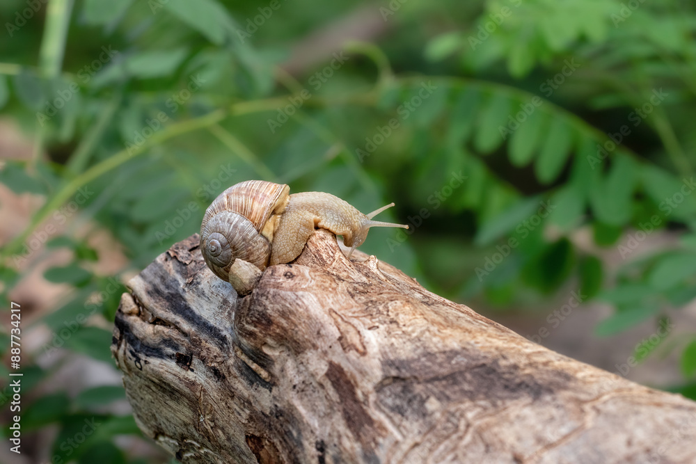 Fototapeta premium A slow grape snail crawls up the bark of a tree. Wild snail in natural habitat.