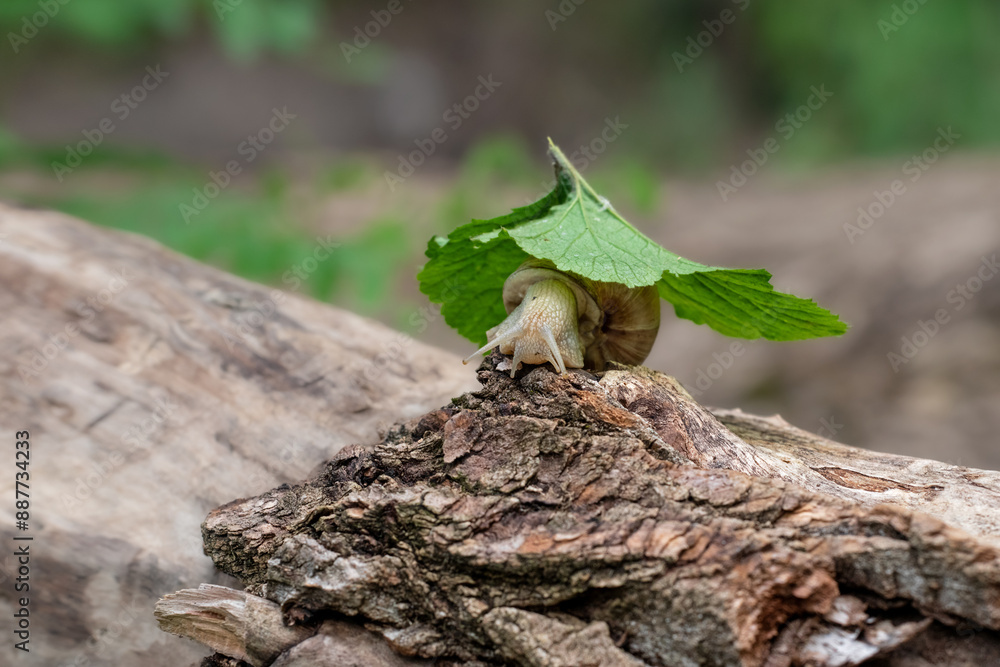 Portrait of a grape snail on a green leaf. Portrait of a grape snail on a green leaf.