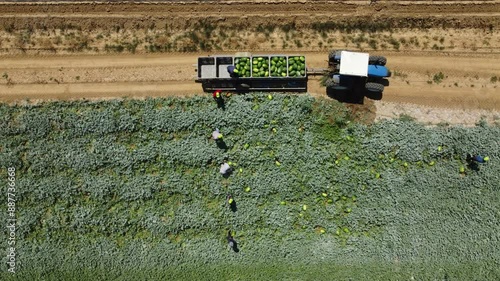 Raccolta cocomeri vista dall'alto