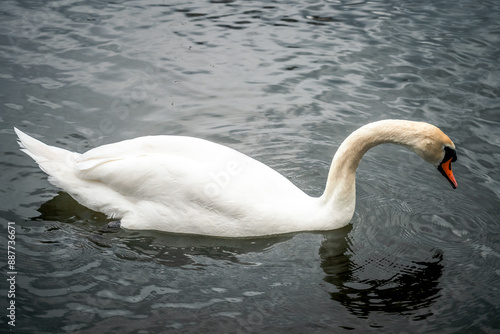 Nahaufnahme von einem Schwan im Wasser  photo