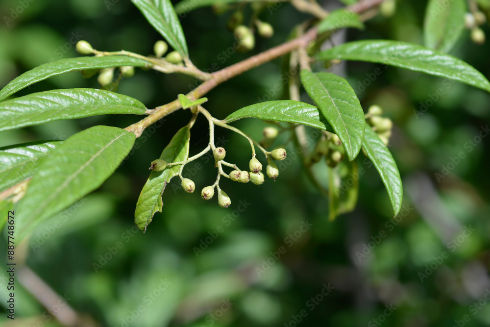 Willow-leaved cotoneaster branch with immature fruit Willow-leaved cotoneaster branch with immature fruit