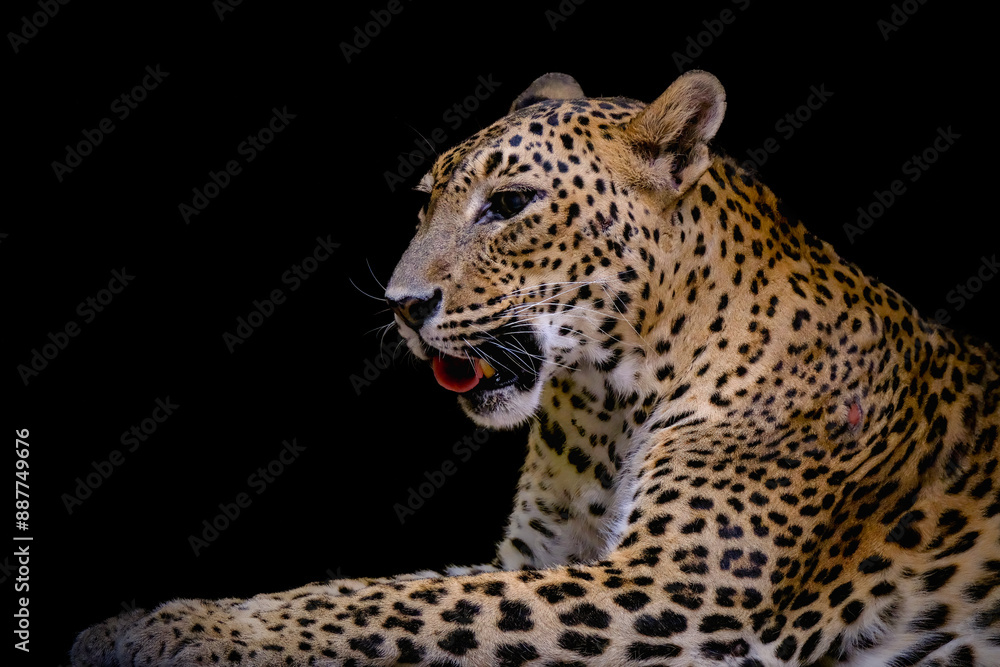 Fototapeta premium Portrait of Jaguar