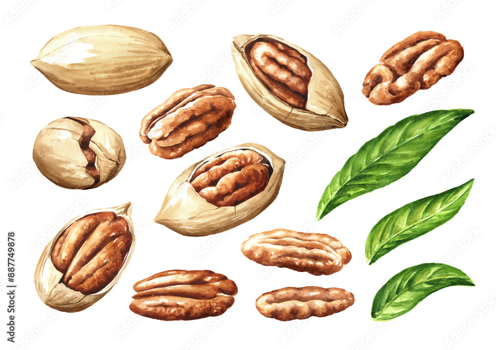 Pecan nuts with leaves set. Hand drawn painted watercolor illustration isolated on white background Pecan nuts with leaves set. Hand drawn painted watercolor illustration isolated on white background
