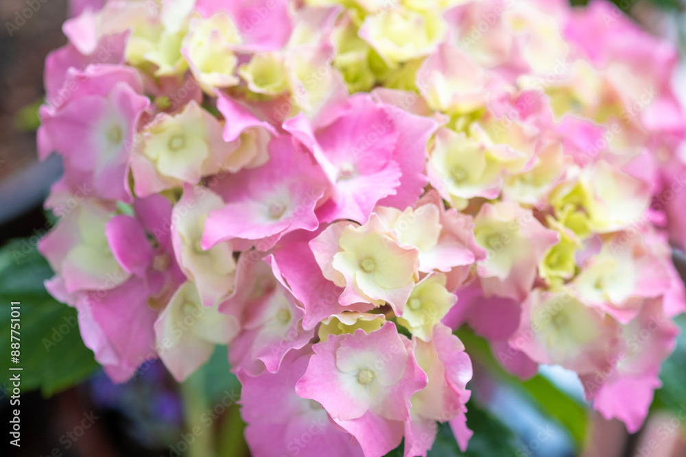 Pink and yellow hortensia macro close up. Selective focus. Hydrangea flowers macro selective focus. Pink and yellow hortensia macro close up. Selective focus. Hydrangea flowers macro selective focus.