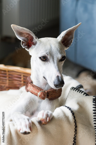 Whippet Hündin in ihrem Körbchen photo