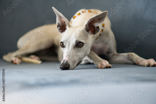 Whippet Hündin liegt auf dem Sofa photo