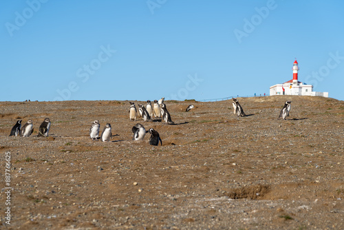 Magellanic Penguins with the iconic lighthouse in the background on Magdalena Island, Punta Arenas, Chile. The Magellanic penguin is a South American penguin. photo