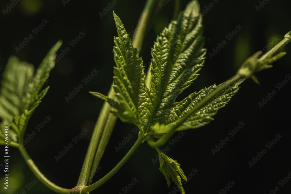 large, green leaf of wild grape, close-up with partial focus large, green leaf of wild grape, close-up with partial focus