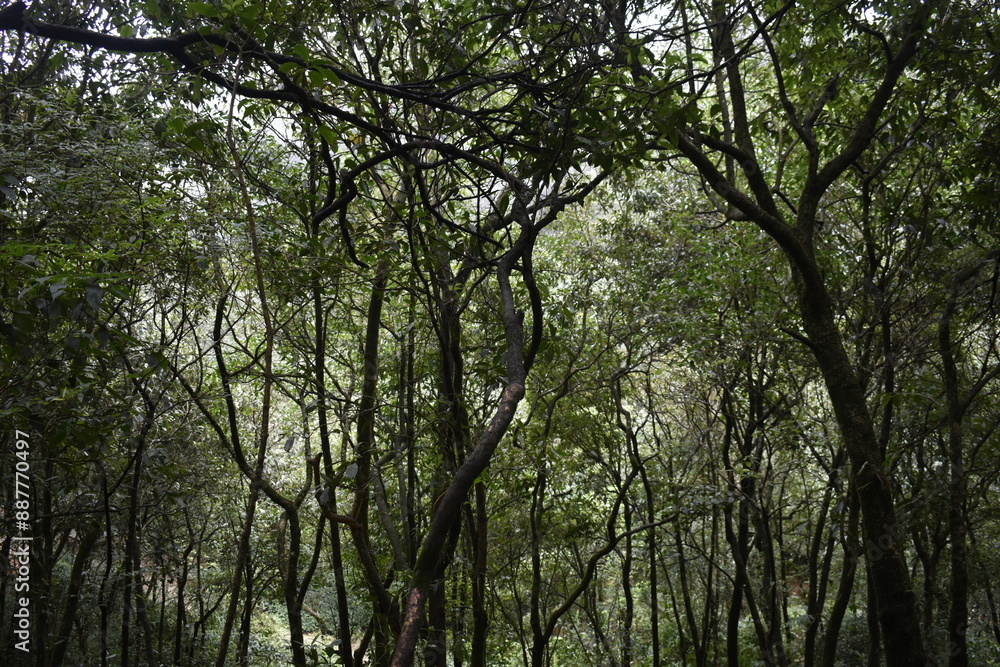 Places to see in Meghalaya Wards Lake, Seven Sisters Falls, Garden of Caves, Umiam Lake Places to see in Meghalaya Wards Lake, Seven Sisters Falls, Garden of Caves, Umiam Lake