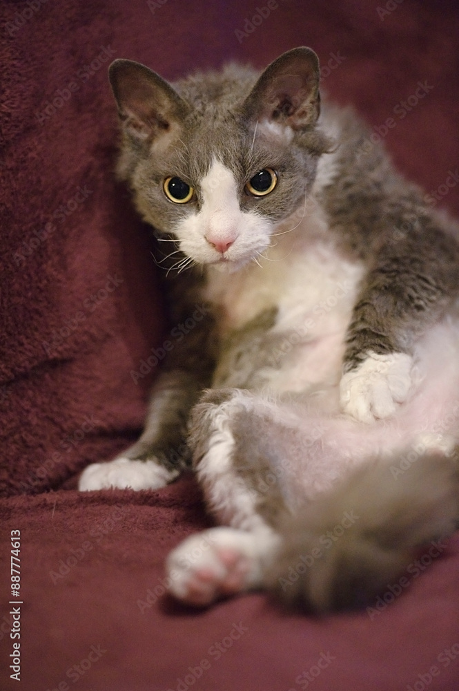 Devon rex Kater sitzt auf dem Sofa Devon rex Kater sitzt auf dem Sofa